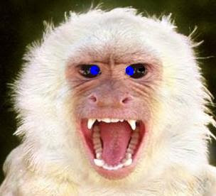 cross+eyed+monkey.JPG