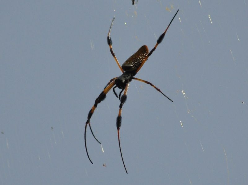 DSC_1646.jpg