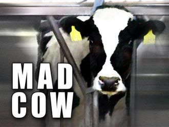 madcow.jpg