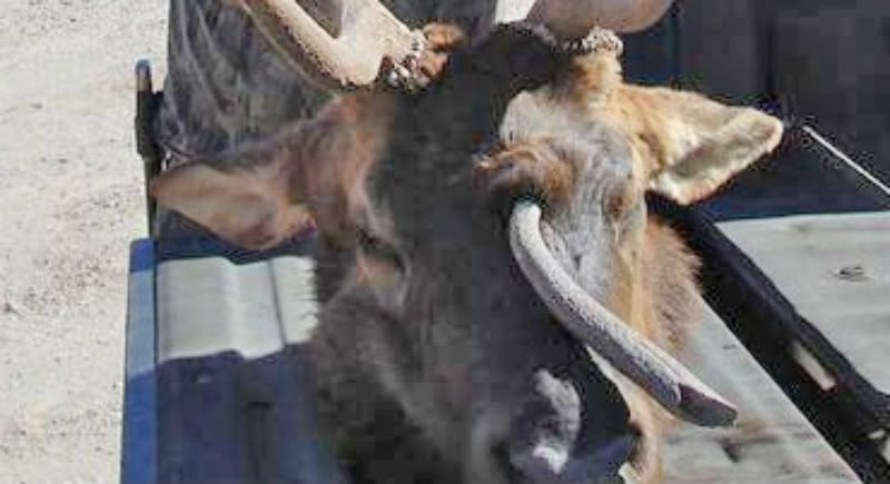 Elk1_edited-1-1.jpg