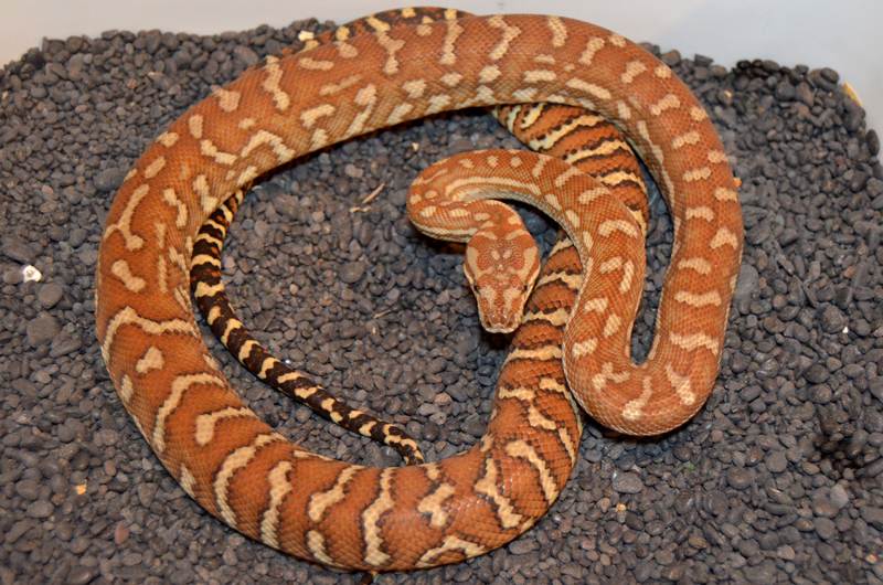 Bredli_AforsFemJuly13.jpg