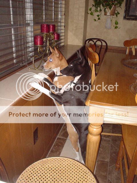 DakotaChloe-Lookoutkitchenwindow.jpg