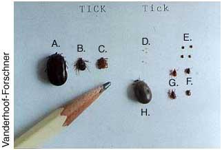dog-vs-deer-ticks.jpg