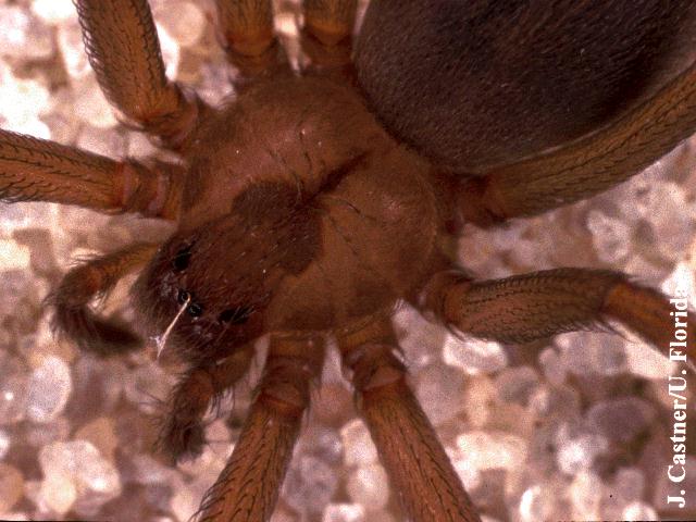 brown_recluse_cu-vi.jpg