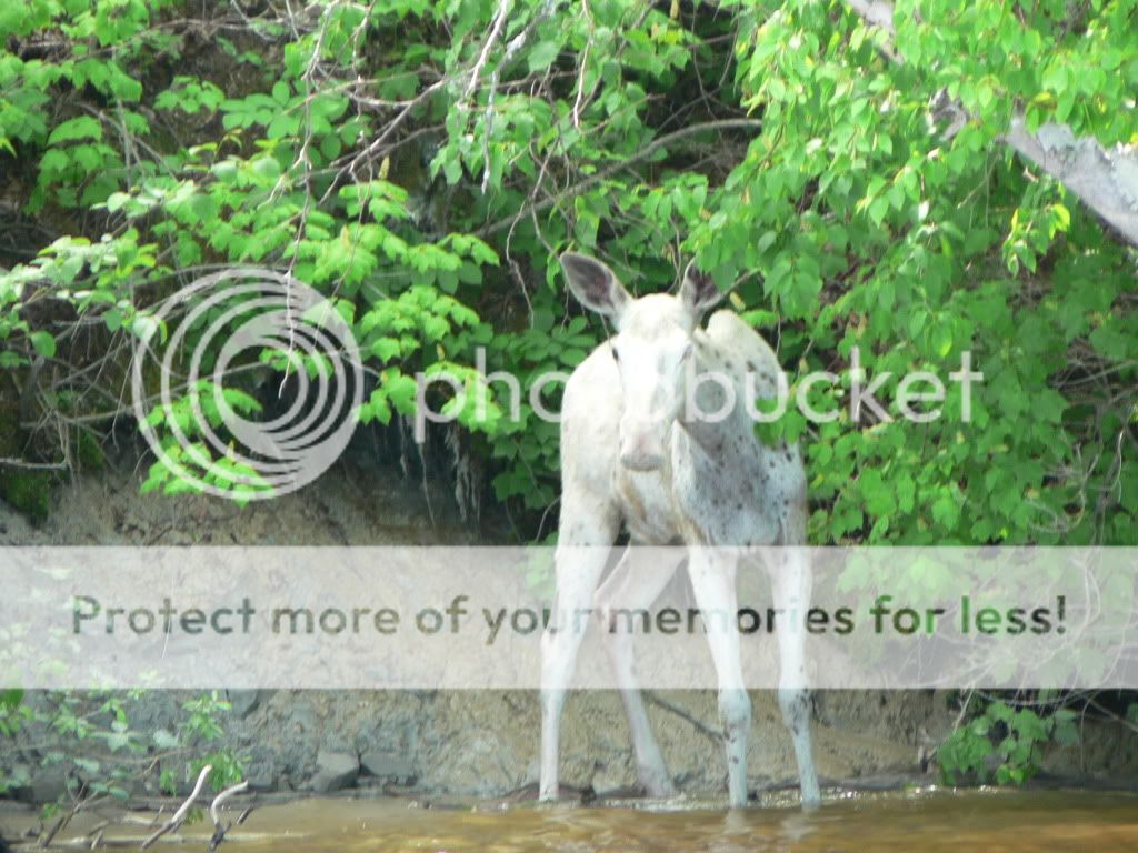 whitemoose1.jpg
