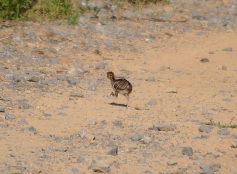 DSC_2985.jpg
