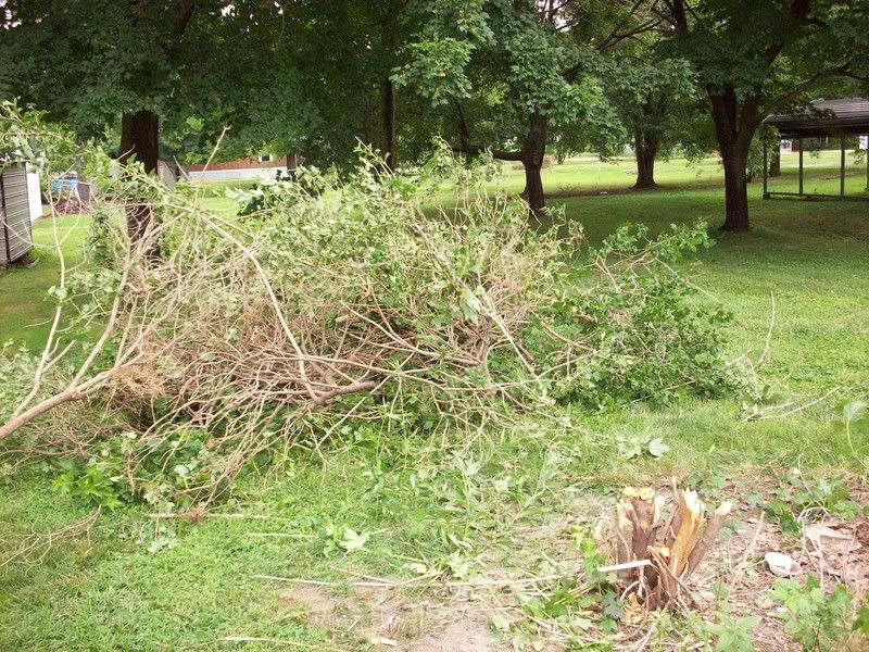 Bush2.jpg