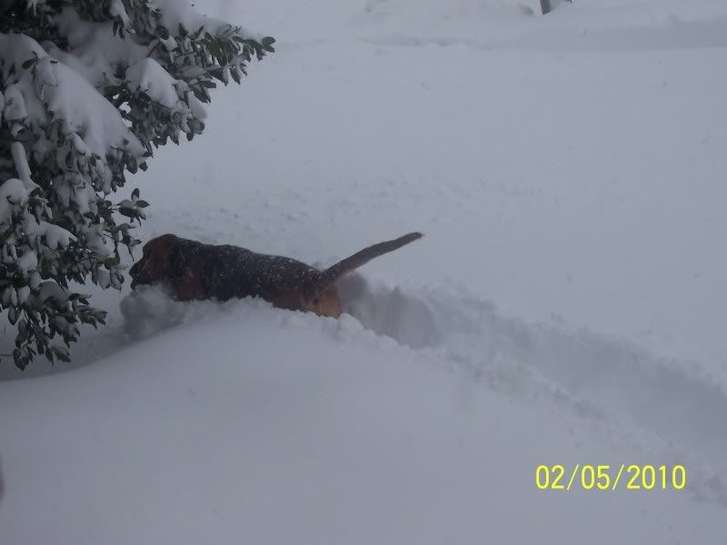 Blizzard02-06-2010008.jpg