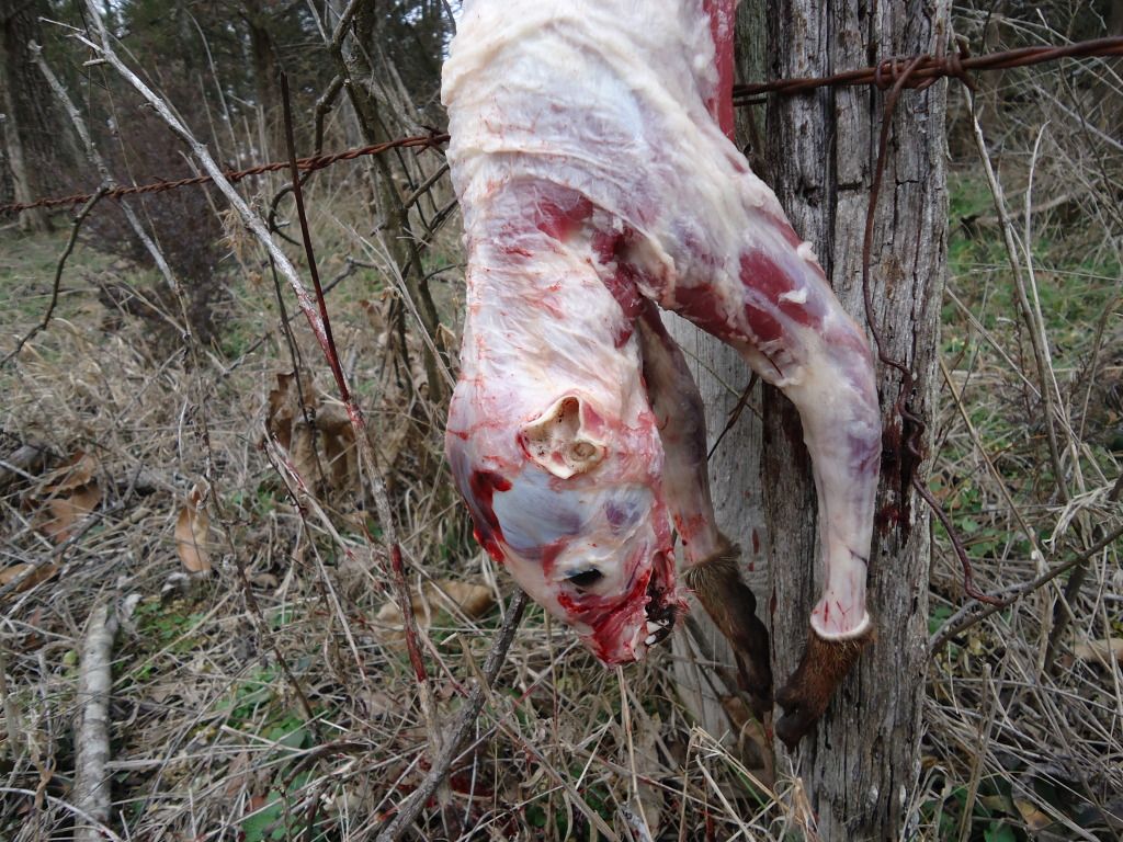 Trapping65.jpg