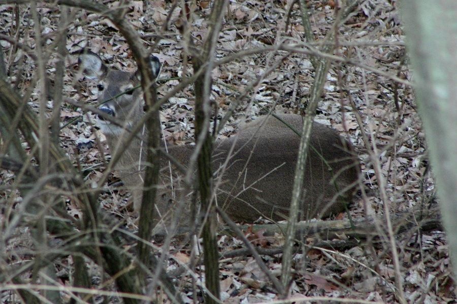 deer7_zps8a4c290a.jpg