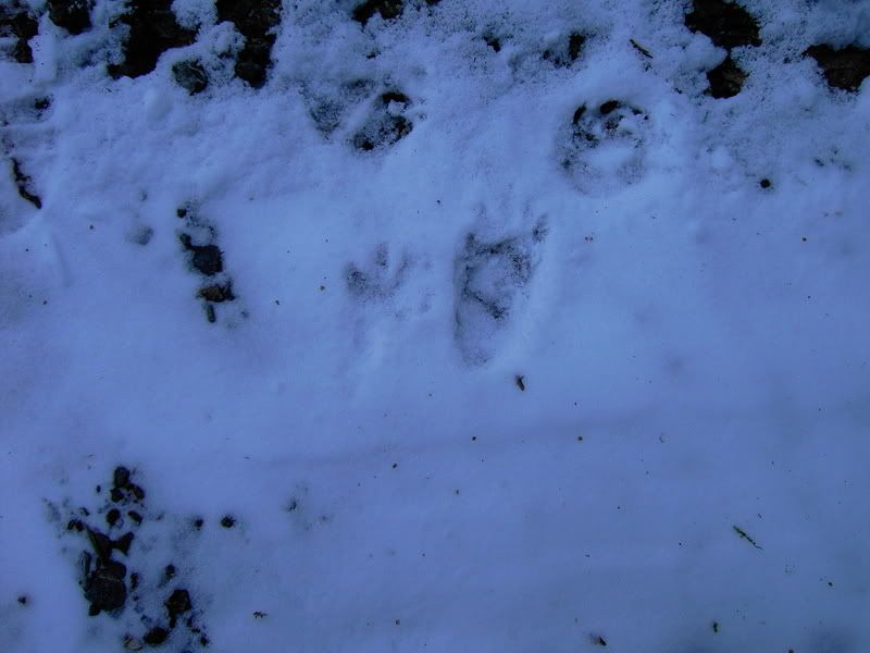 PICT1025.jpg