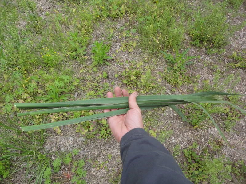 bushclass079.jpg