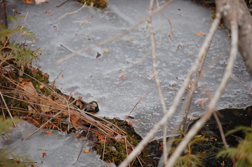 DSC_0062-1.jpg