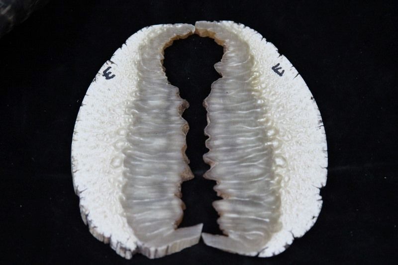 muskoxForsale024800x533.jpg