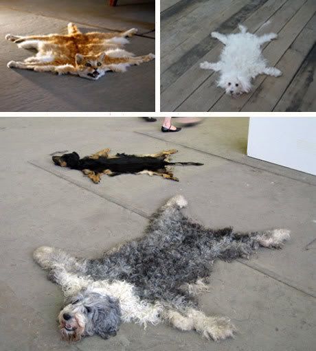dog-carpets.jpg