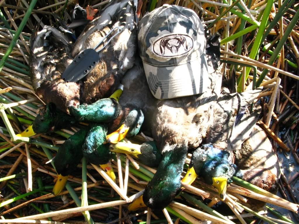 ducks_kestrel_kuiu.jpg