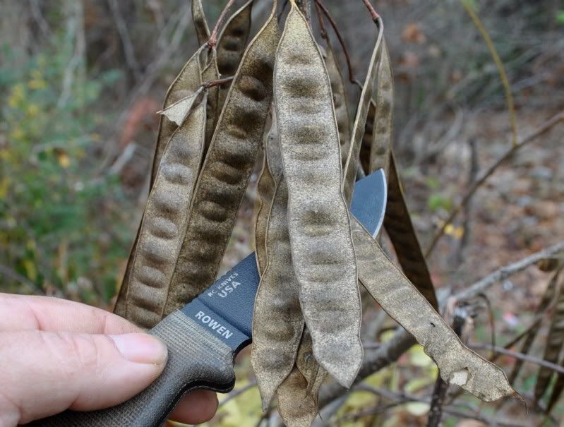 MamosaSeedPods.jpg