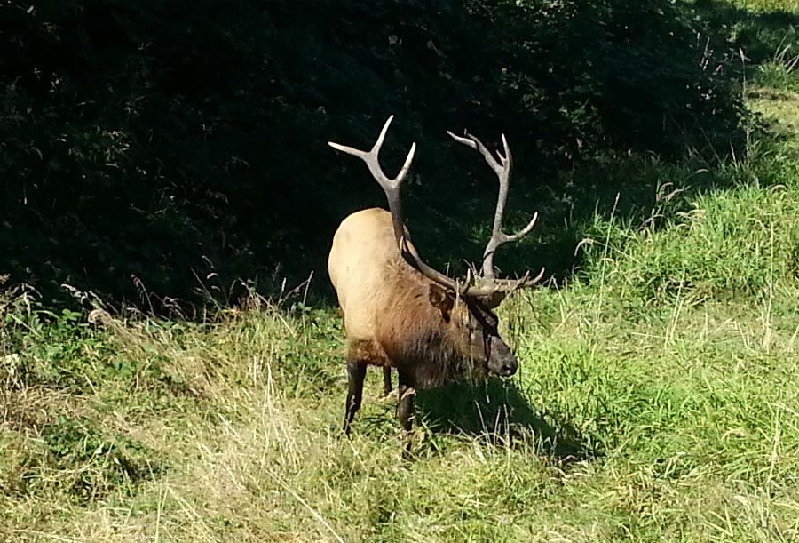 elk_zps22c5b8f6.jpg