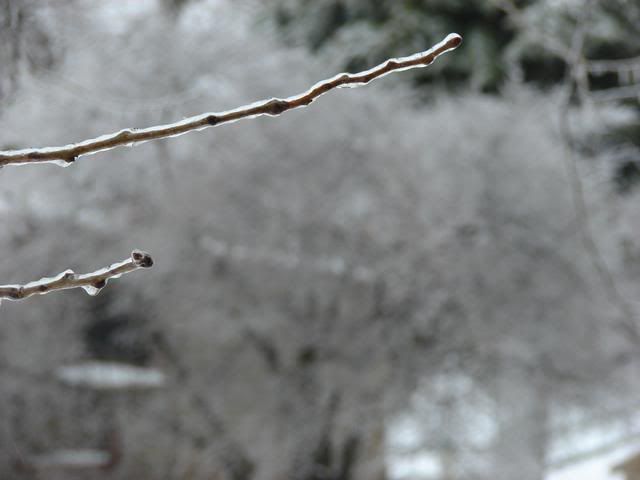 DSC00877.jpg