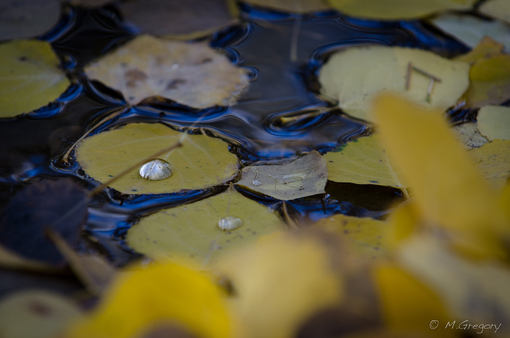 DSC8306-XL.jpg