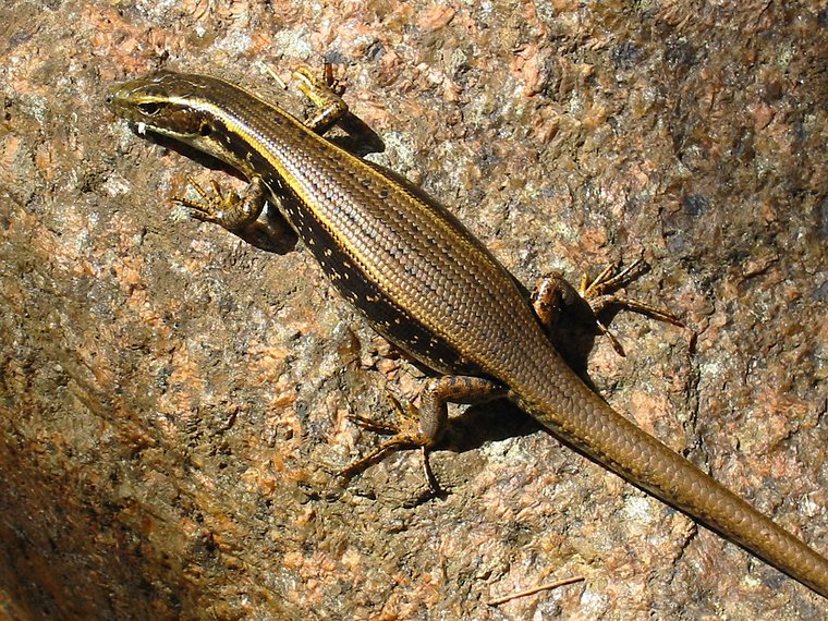 7916-skink.jpg