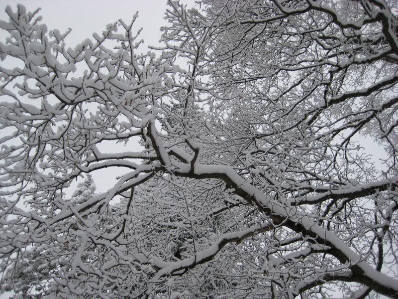 FirstSnowDecember12008001.jpg