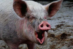 piggboy.jpg