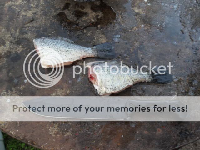 SDC11109.jpg