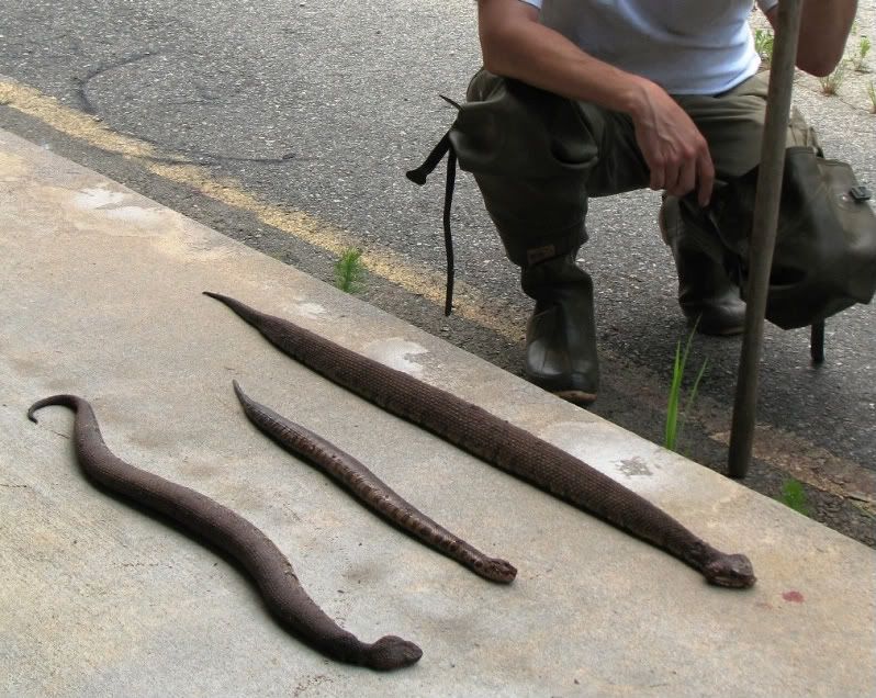 cottonmouth.jpg
