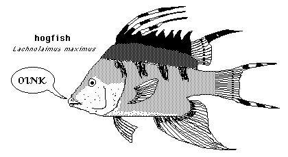 Hogfish.gif