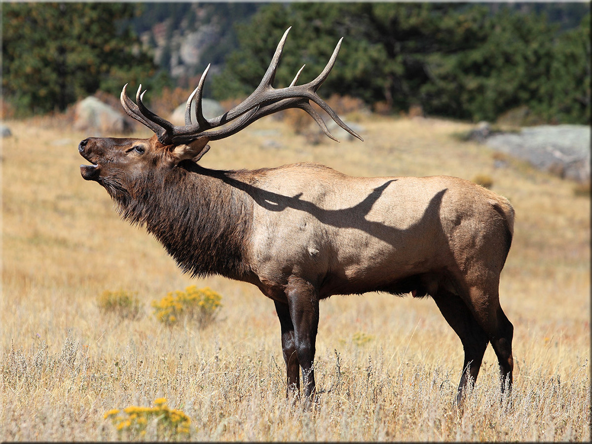 elk1.jpg