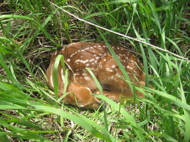 bambi001.jpg