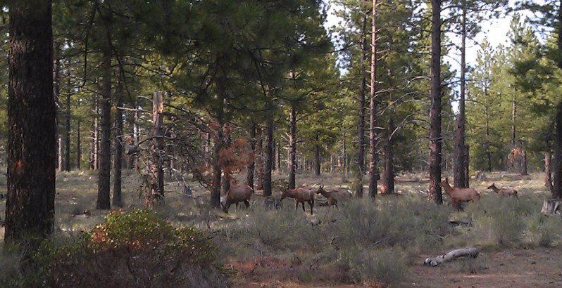 elk6.jpg