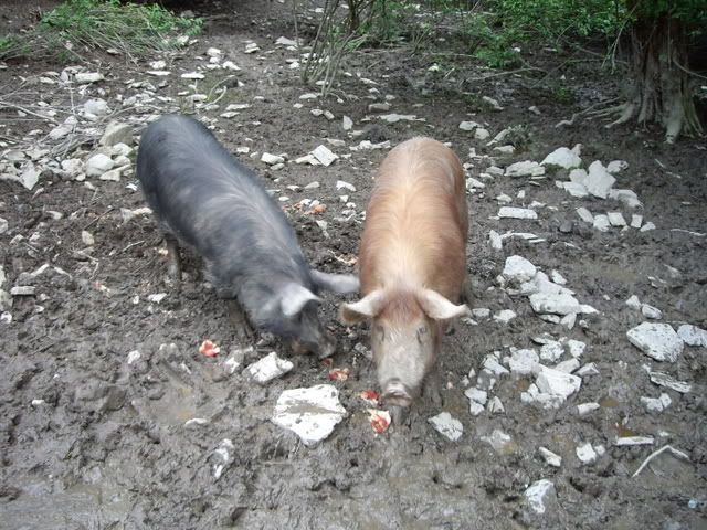 IMGP0465.jpg