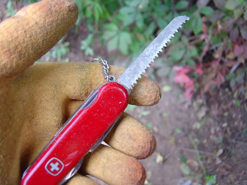 saksaw021.jpg