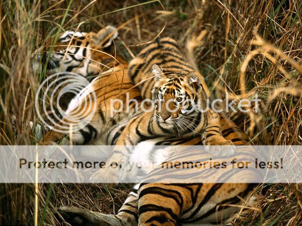 9f11e04ae14ad961563737bbb5efbdeb_zpsb4ce1117.jpg