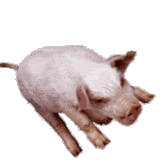 thpig-animation.gif