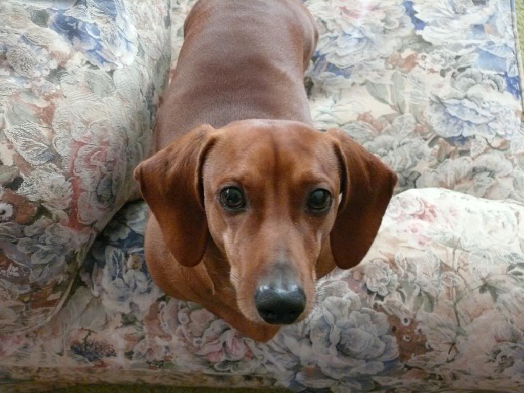 CouchDog.jpg