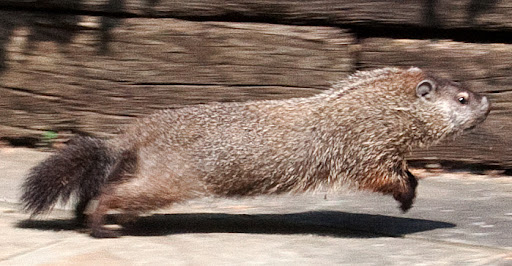 woodchuck.2.7053.jpg