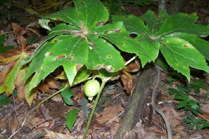 plant10.jpg