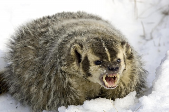 Angry+Badger.jpg