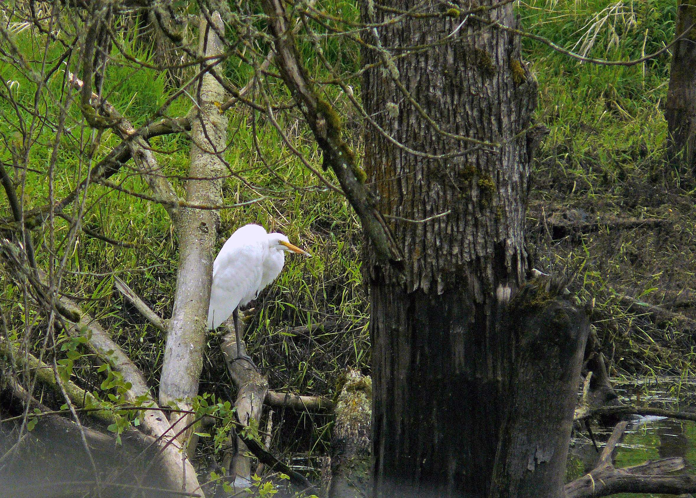 snowyegreta.jpg