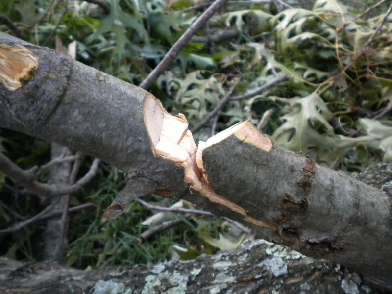 DSCN4391.jpg