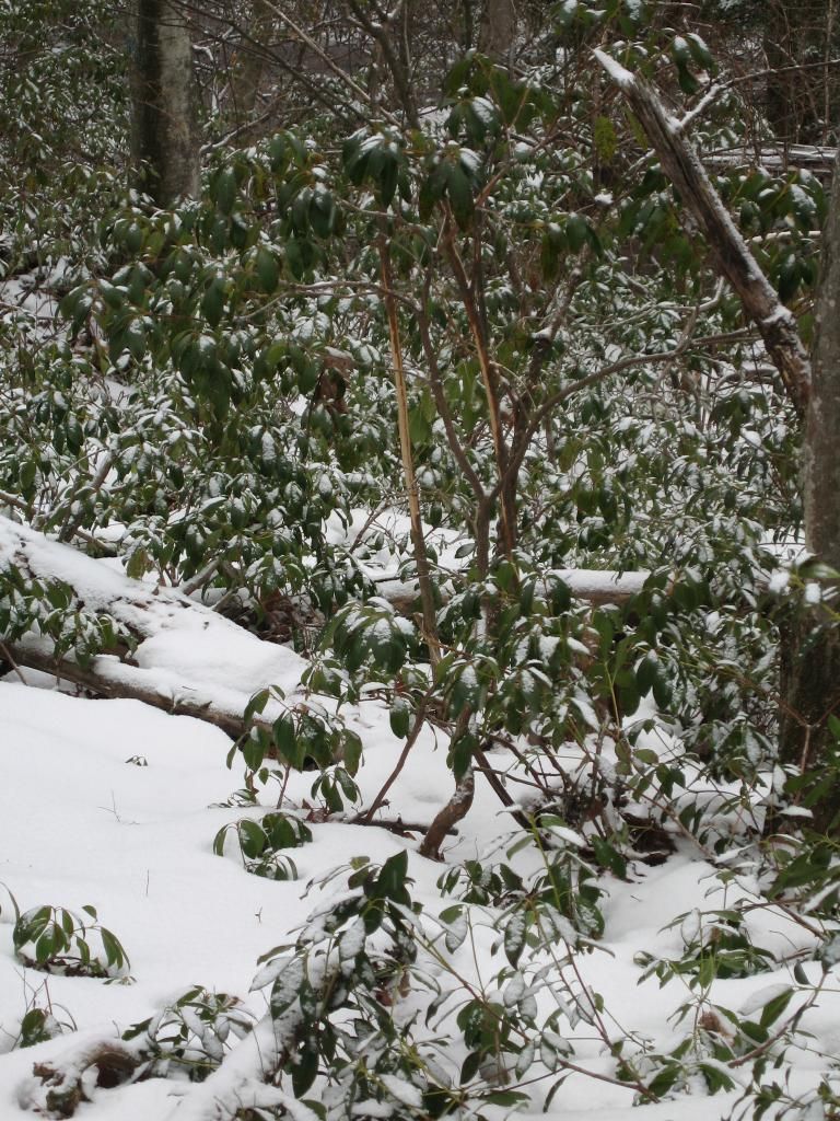 IMG_3638_zps41d5aa50.jpg