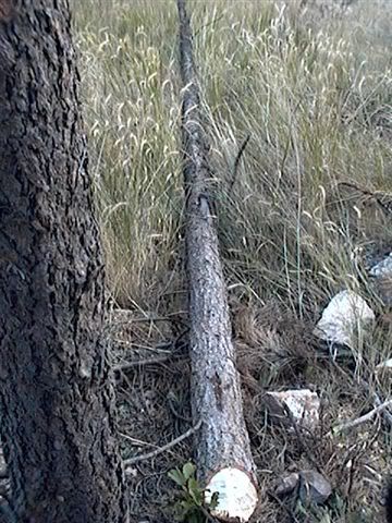 BDCfellsatree008.jpg