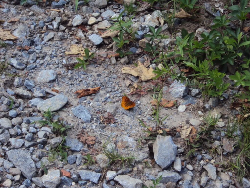 DSC00693.jpg