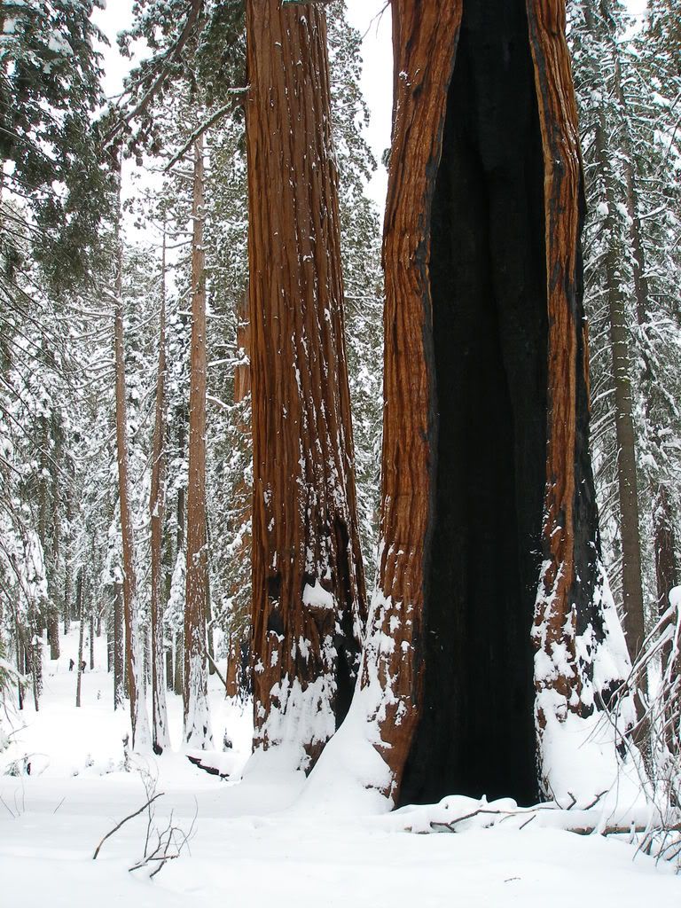 GiantForest2-7-09014.jpg