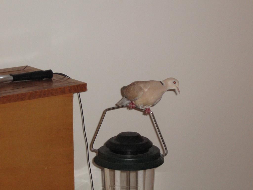 IMG_0458_zpsirtexagv.jpg