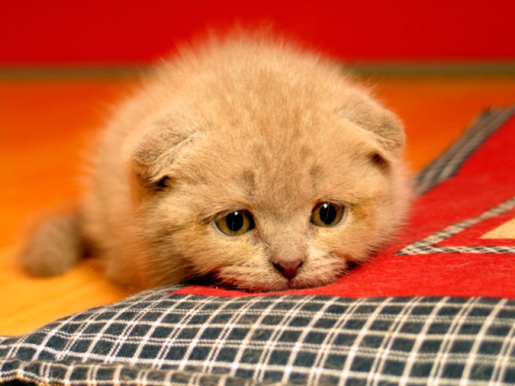 sad+cat+3.jpg