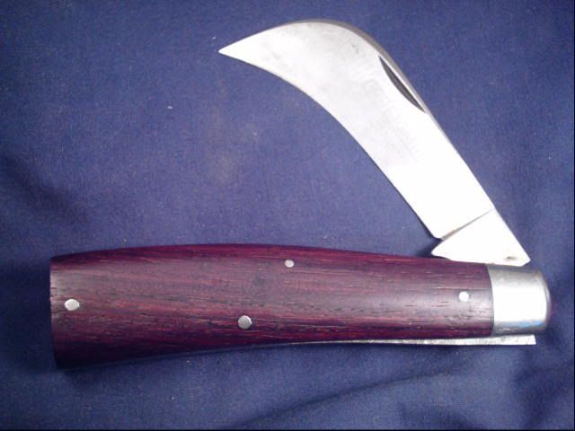 schradehawkbill.jpg